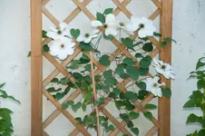 MK4_2771.webp