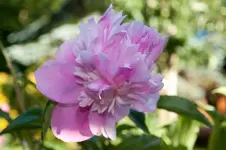 MK4_2775.webp