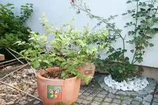 MK4_2822.webp