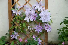 MK4_3314.webp