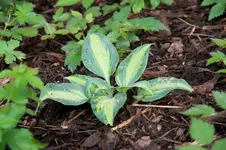 MK4_3325.webp