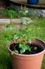 MK4_3328.webp
