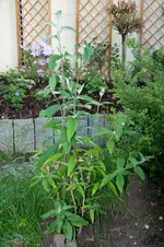 MK4_3331.webp