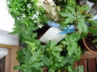 Balkon_juni 005.webp