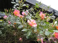 IMG_1570 Frühlingsmorgen 1.webp