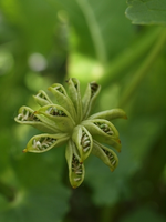 Sumpfdotterblumensamen.webp