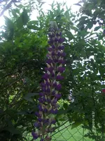 HPIM4619.webp