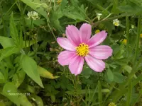 HPIM4613.webp