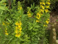 HPIM4610.webp