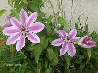 HPIM4607.webp