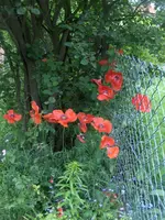 HPIM4606.webp