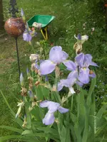 HPIM4605.webp