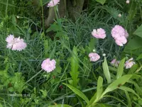 HPIM4604.webp