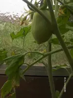 HPIM4612.webp