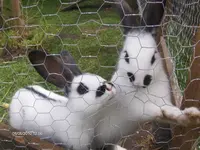 HPIM4616.webp