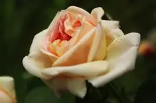 Alchymist (3).webp