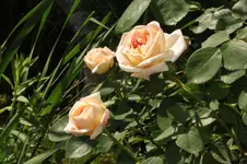 Alchymist (2).webp