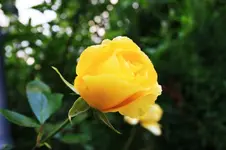Kletterrose Gold Fountain.webp