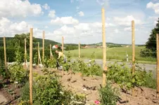 Weingarten Pflege.webp