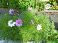 Garten 021 [800x600].webp