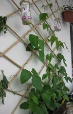 Bohnen (7).webp