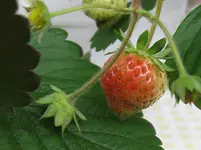 Erdbeere.webp