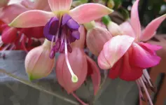 Fuchsie (6).webp