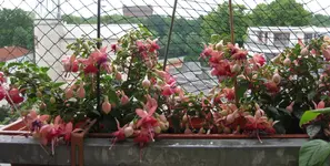 Fuchsien (2).webp