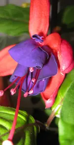 Riesenfuchsie.webp