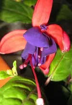 Riesenfuchsie (2).webp