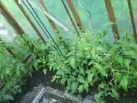 Garten 008 [800x600].webp