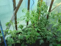 Garten 009 [800x600].webp
