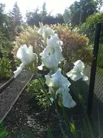 Garten 029 [800x600].webp
