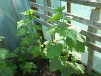 Garten 016 [800x600].webp