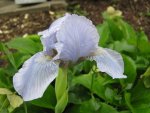 Iris_blue_denim_1485.JPG