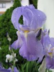 Iris_Toskaner_1586.JPG