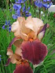 Iris_WineandRoses_1618.JPG