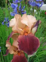 Iris_WineandRoses_1618.webp