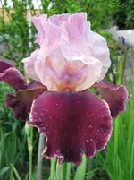 Iris_Changing_Times.webp