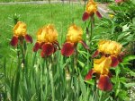 Iris_orange_braun_1621.JPG