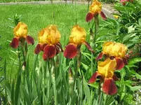 Iris_orange_braun_1621.webp