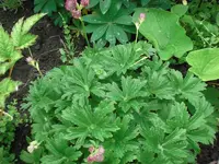 CIMG2683 (Medium).webp