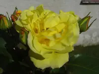 CIMG0005.webp