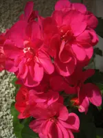 CIMG0010.webp