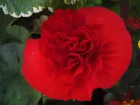CIMG0011.webp