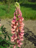 CIMG0019.webp