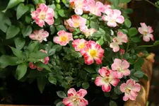 10.06 (14).webp