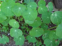 CIMG0022.webp
