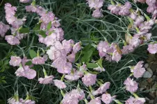 DSC03097.webp