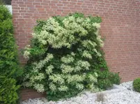 004.webp